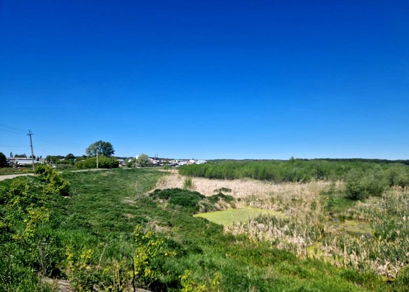 Пруд Красотка в Мулловке начнут чистить этим летом