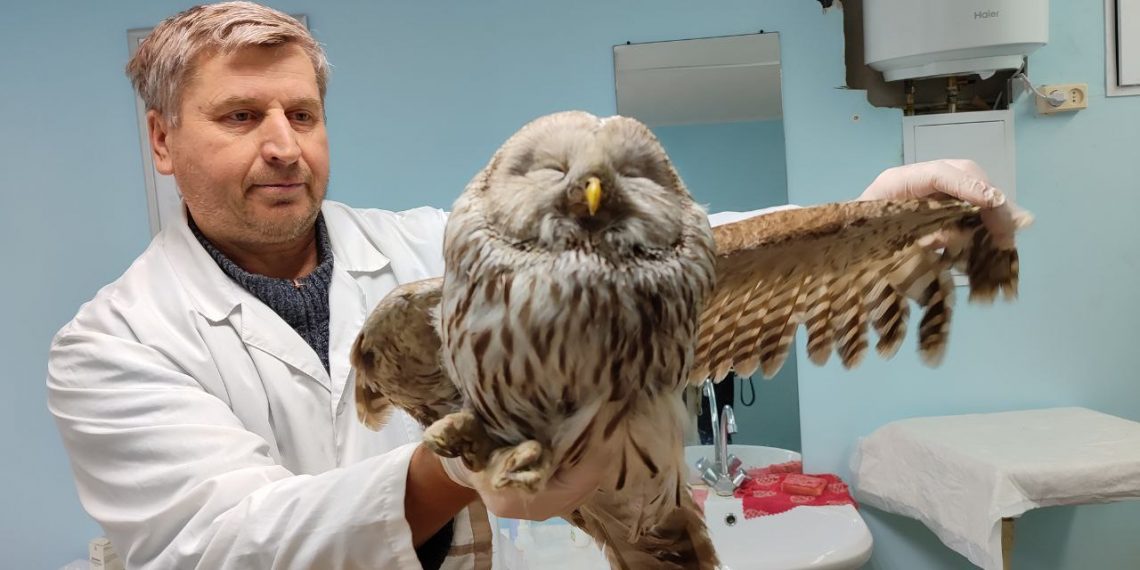 Житель Ульяновска спас от смерти сову