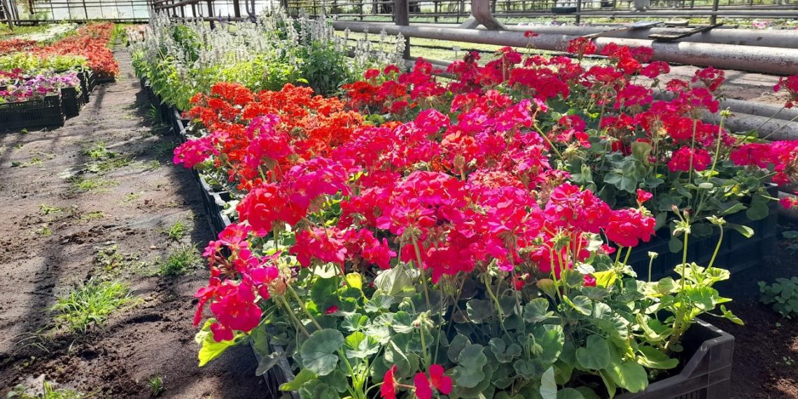 Ульяновские коммунальщики покажут в Москве «ядерную медицину» из живых цветов