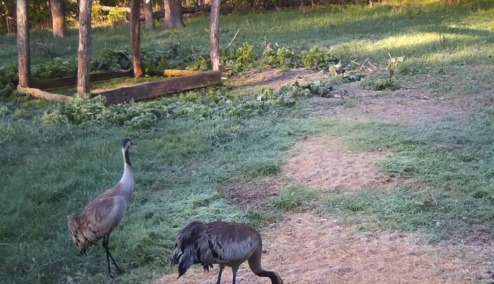 В одном из ульяновских охотугодий заметили журавлей