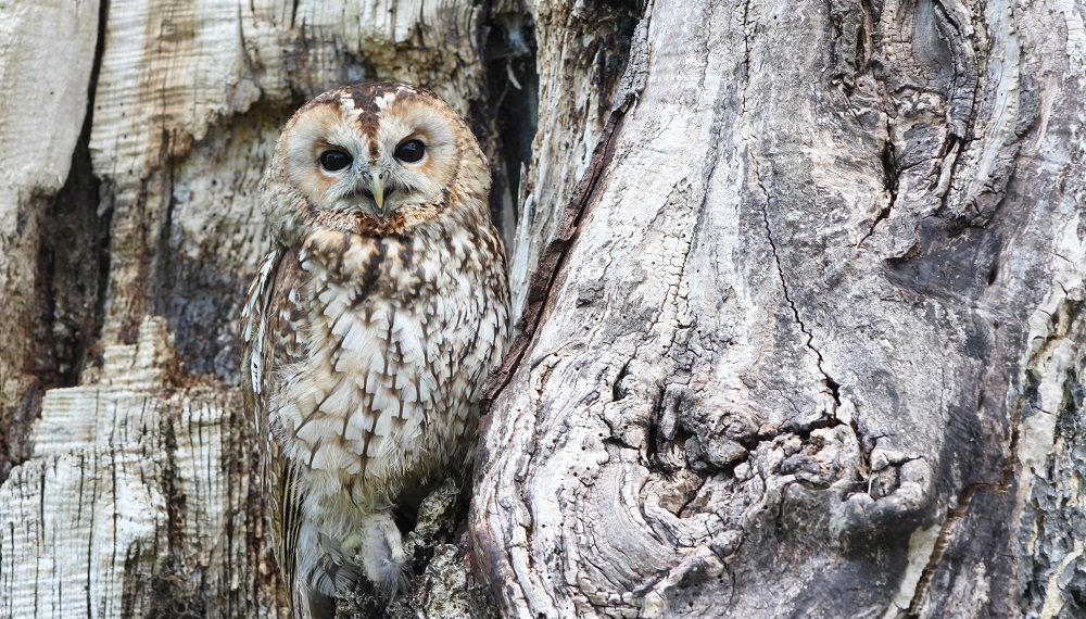 В зоопарк Ульяновска передали спасённую однокрылую сову