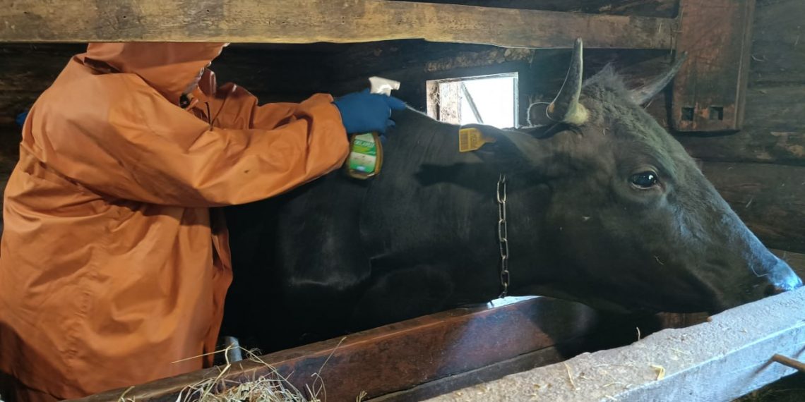 Сурские ветврачи готовятся к нашествию чёрной мошки: опрыскивают коров и помещения