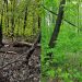 В ульяновском парке «Прибрежный» проведут инспекцию деревьев