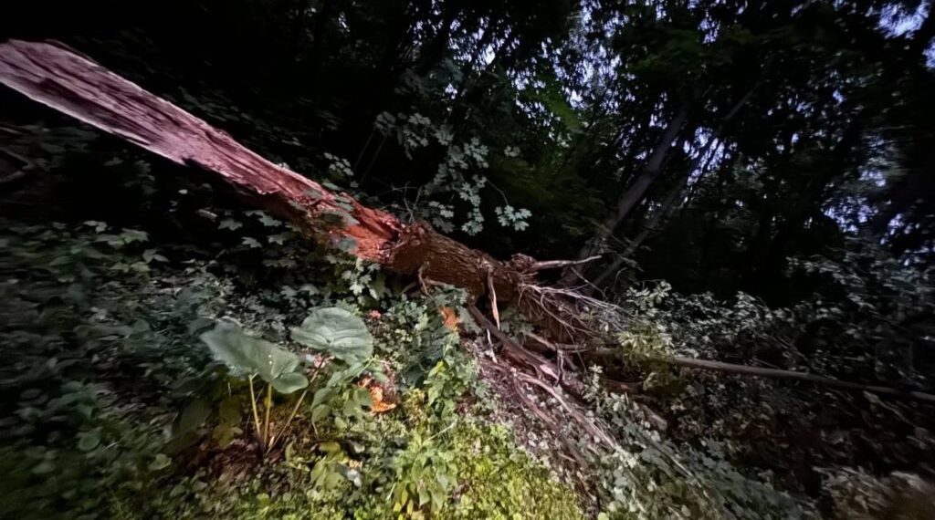 Трёхсотлетний дуб рухнул в Ульяновске