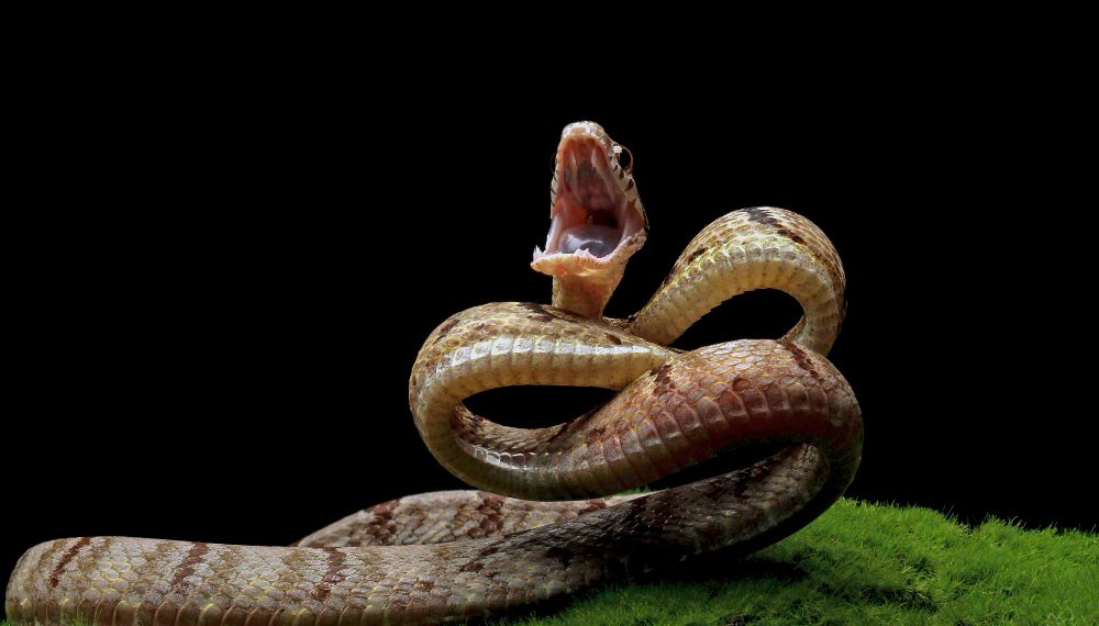 Нашествие гадюк ожидают в Инзенском районе Ульяновской области