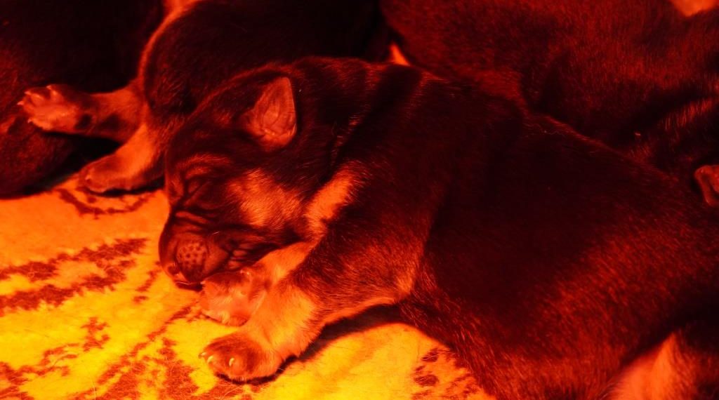 В ульяновском УФСИН родились шесть хвостатых немцев