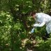 Вакцину для диких хищников раскладывают в лесах Ульяновской области