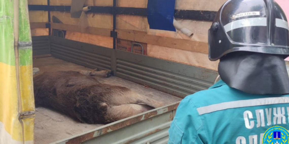 Ульяновские спасатели рассказали и показали, как ловили лося в центре города