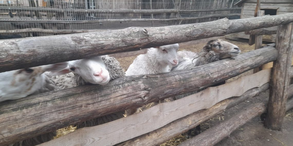 Расширение Ульяновского зоопарка оказалось непростым делом