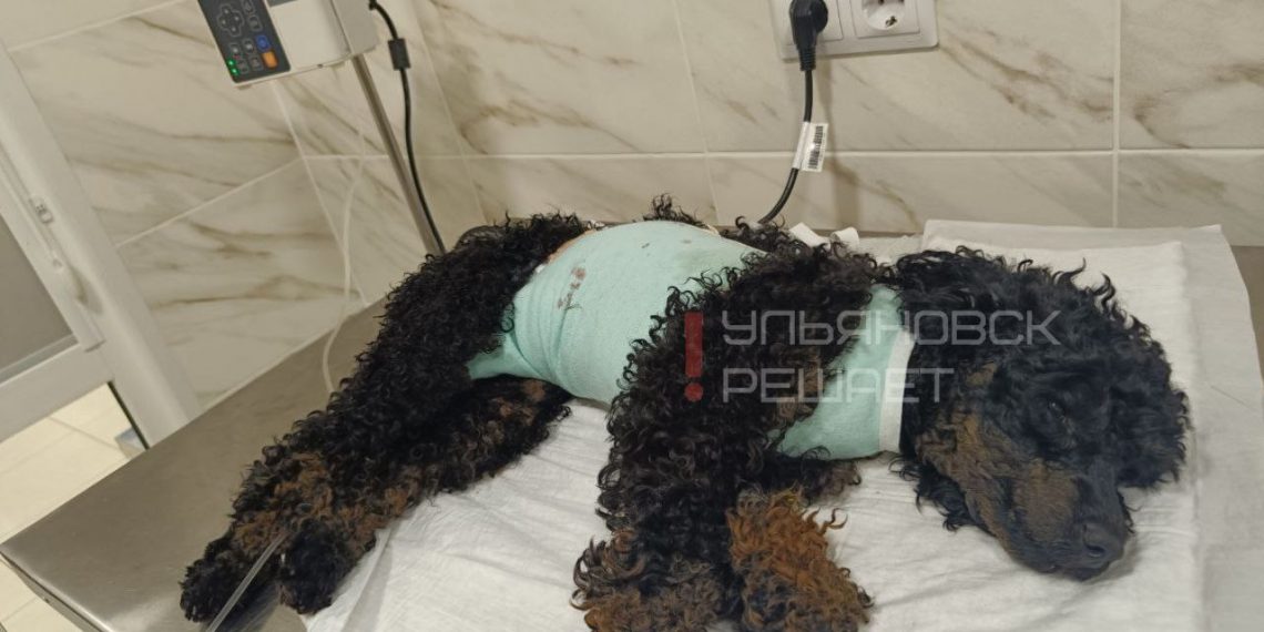 В ульяновском СНТ «Красный Яр» дворняги разорвали домашнего пса