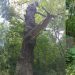 В областном Минприроды опровергли падение старейшего дуба Ульяновска