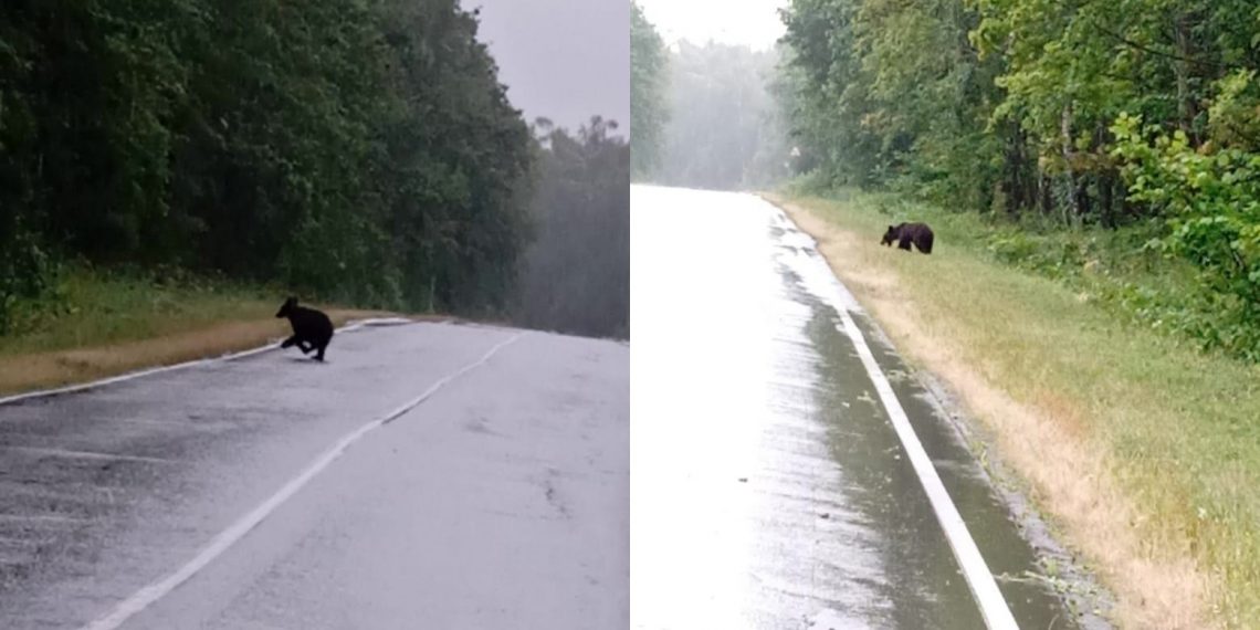 По дорогам Майнского района Ульяновской области разгуливают медведи