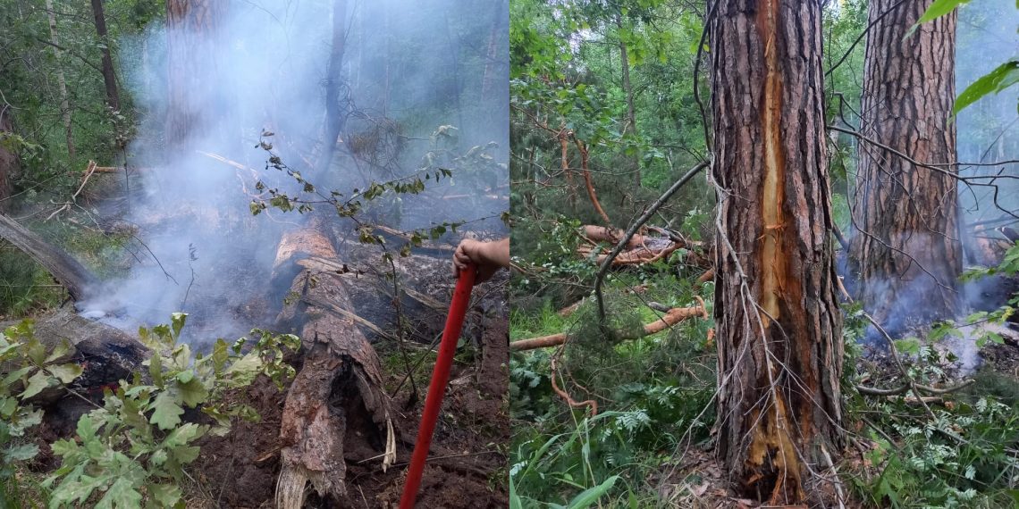 За сутки от сухой грозы в Ульяновской области случилось два лесных пожара