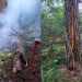 За сутки от сухой грозы в Ульяновской области случилось два лесных пожара
