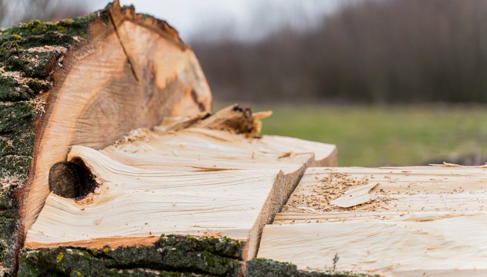 Двое мигрантов незаконно спилили деревья в Ульяновской области