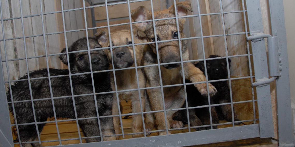 23 июля в Карсунском районе будут отлавливать бродячих собак