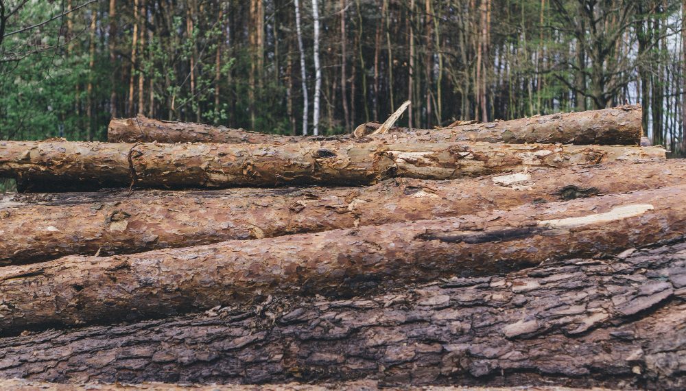 Несколько десятков деревьев незаконно срубили Майнском лесничестве