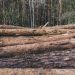 Несколько десятков деревьев незаконно срубили Майнском лесничестве