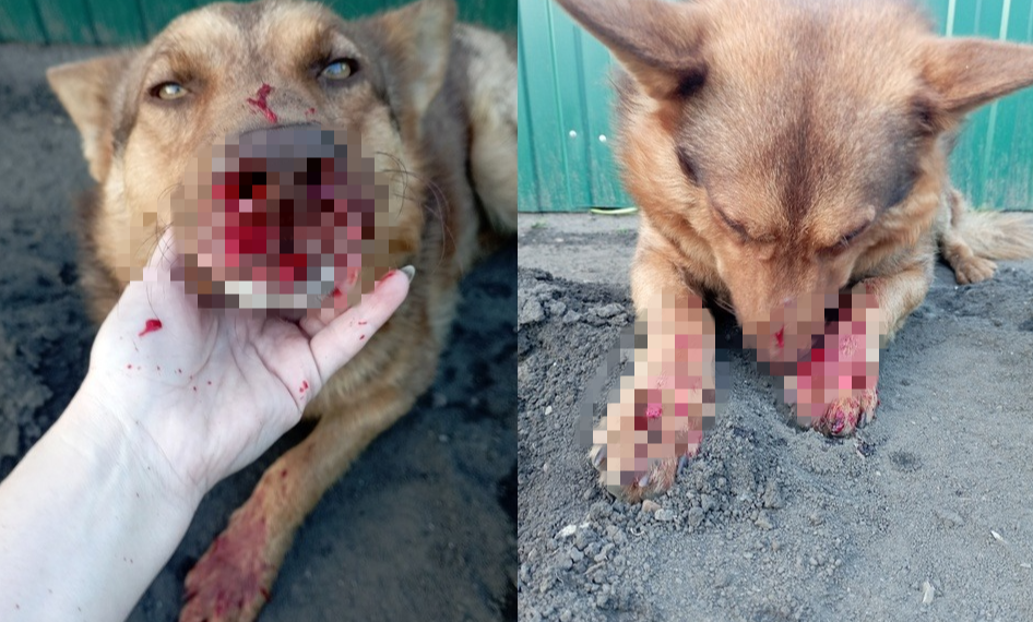 В Цильне живодёры расстреляли из пневматики молодого бездомного пса