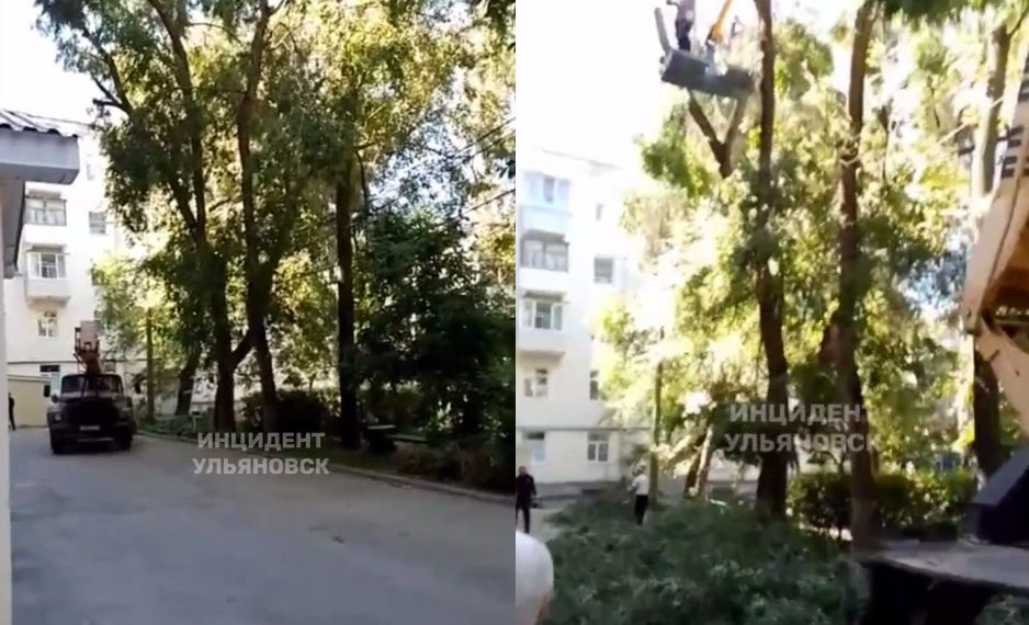 В центре Ульяновска собираются спилить здоровые деревья, жители протестуют