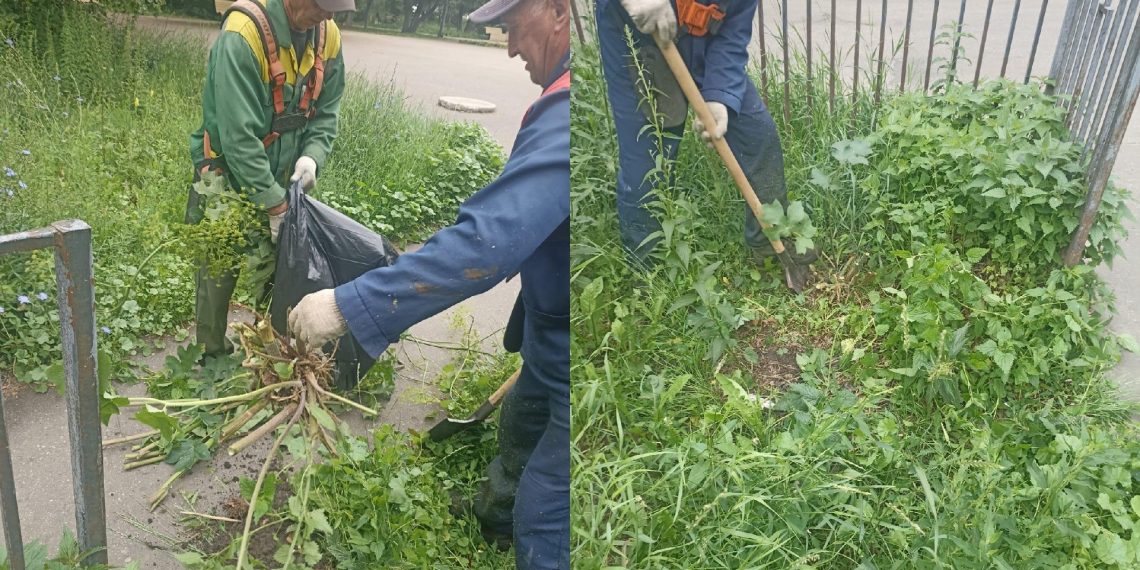 На Среднем Венце в Ульяновске обнаружили заросли опасного борщевика