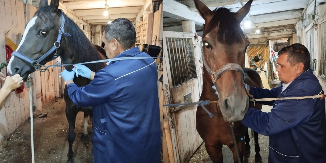 Лошадей на ульяновском ипподроме проверили ветеринары