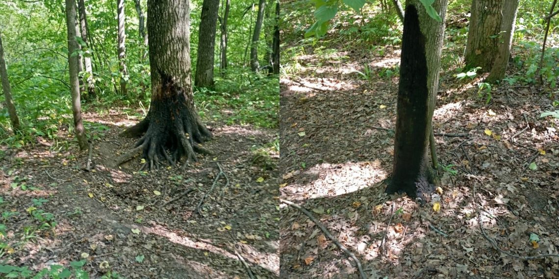 Неизвестные вымазали мазутом деревья в чердаклинском лесу