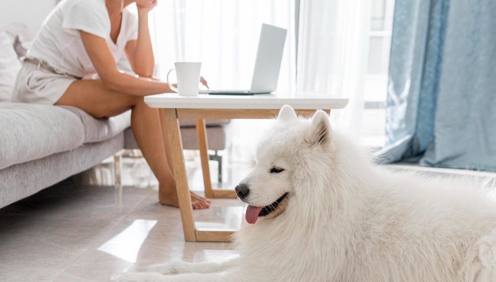 Жительница Ульяновска потеряла 27 тысяч при покупке несуществующей собаки