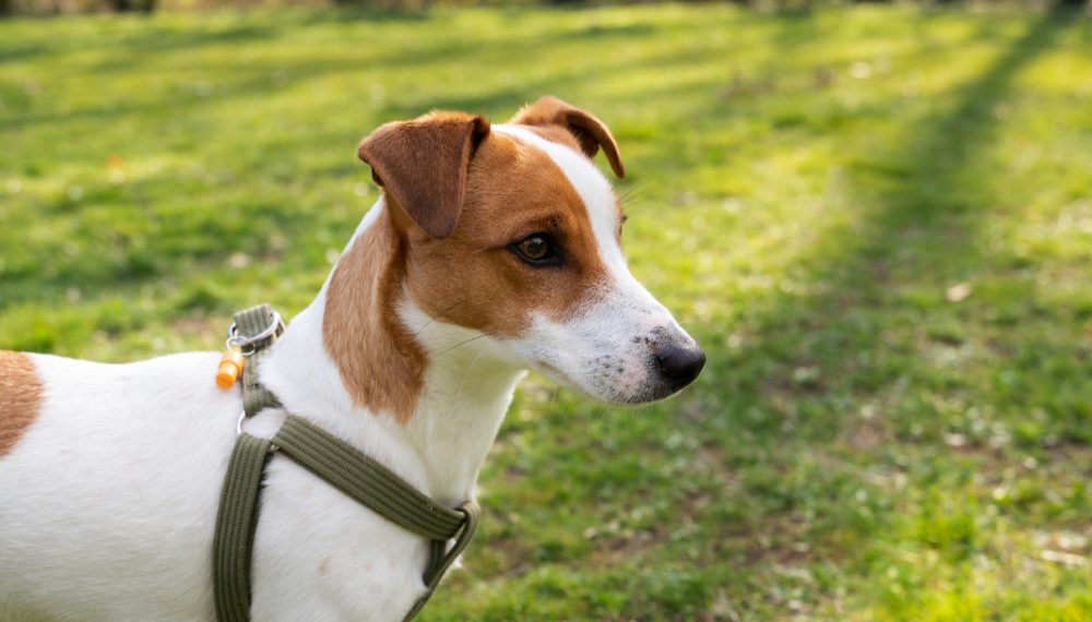 Ульяновское правительство поддержало запрет самовыгула домашних животных