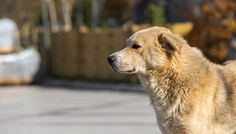 Администрация Ульяновского района заплатила за нападение собаки на ребёнка