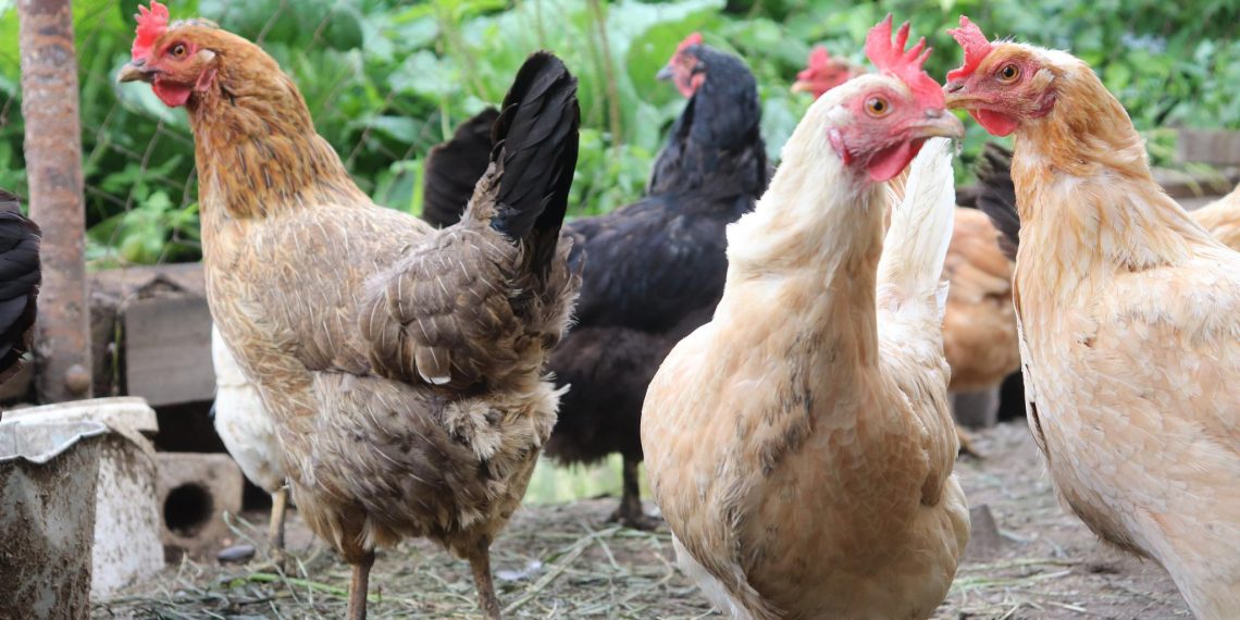 Ульяновское правительство подкинет 10 миллионов на кур и яйца