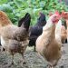 Ульяновское правительство подкинет 10 миллионов на кур и яйца