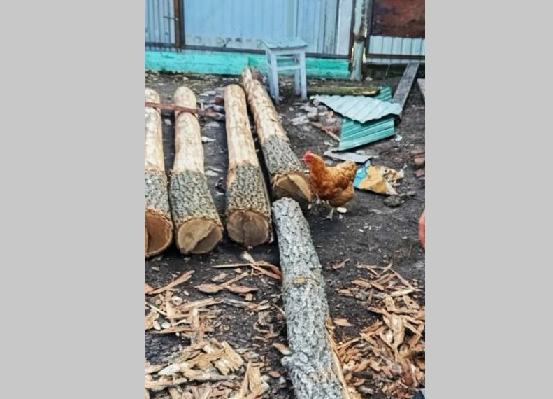 В Старокулаткинском лесничестве незаконно повалили дубы