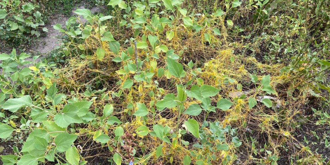В Ульяновской области обнаружили новый очаг опасного сорняка – полевой повилики