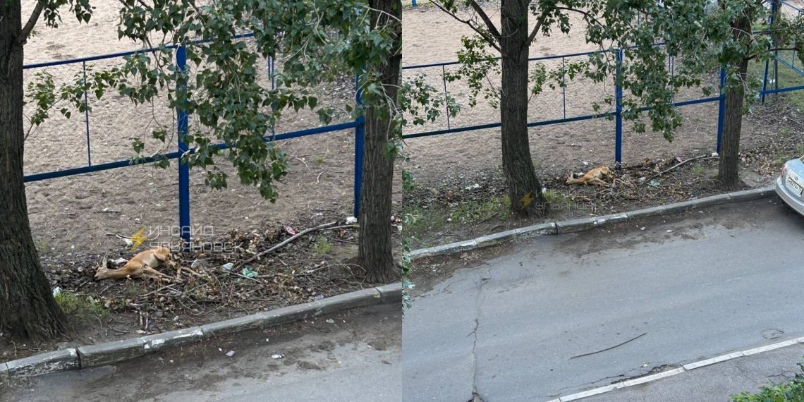 Мёртвую косулю обнаружили ульяновцы на проспекте Туполева в Новом городе