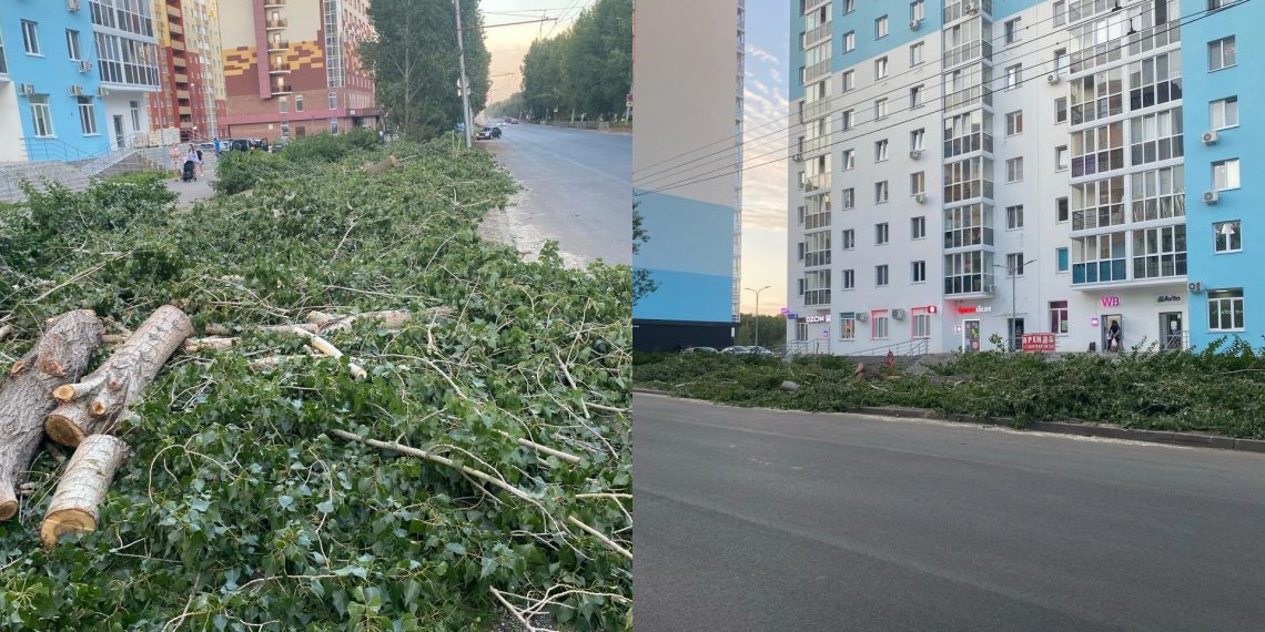 На проспекте Сурова в Ульяновске втихую спилили несколько тополей
