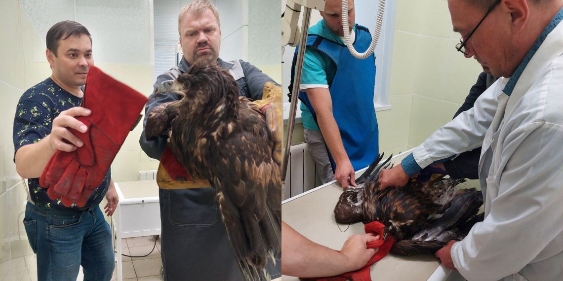 Краснокнижного орлана-белохвоста спасли от гибели в Ульяновской области
