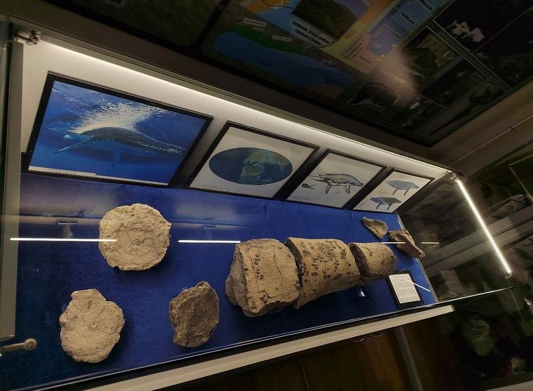 Останки 11-метрового плезиозавра выставили в Ундоровском палеонтологическом музее