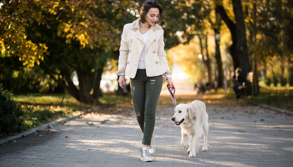 Новые правила выгула собак начали действовать в Ульяновской области