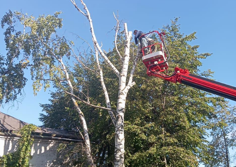 В ульяновском сквере «Экран» начали вырубать деревья