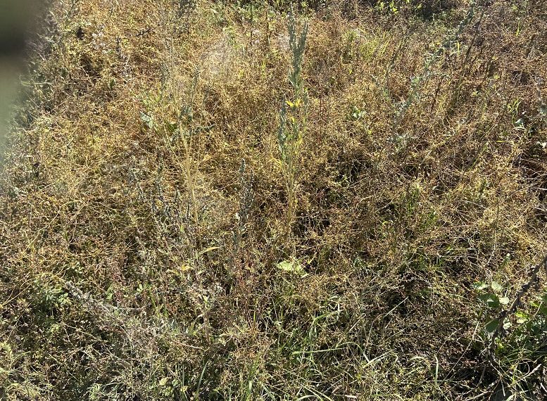 Опасный растительный паразит обнаружили в черте Ульяновска