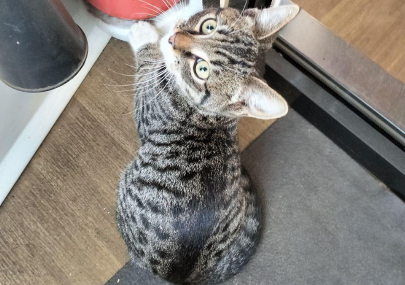 В Ульяновске обнаружили странствующего трамвайного кота