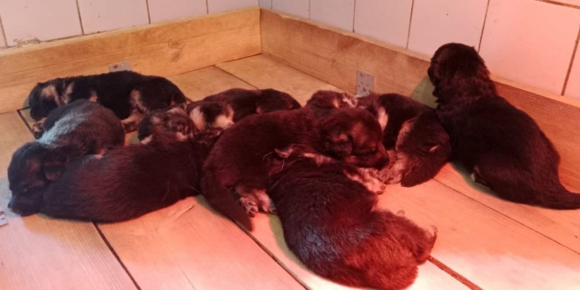 Восемь четвероногих сотрудников появились на свет в димитровградской исправительной колонии