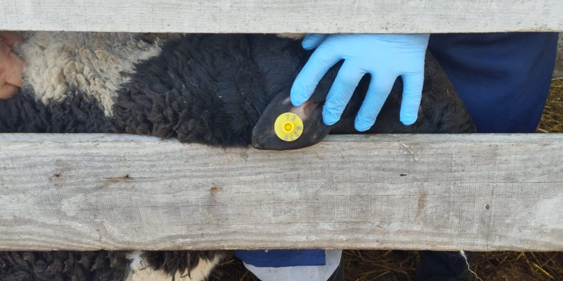 Ульяновских коров обязали носить на ушах бирки системы «Хорриот»