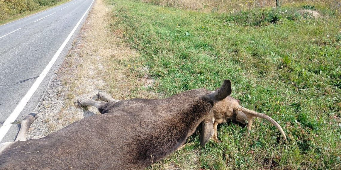 Цементовоз насмерть сбил лося на трассе в Инзенском районе