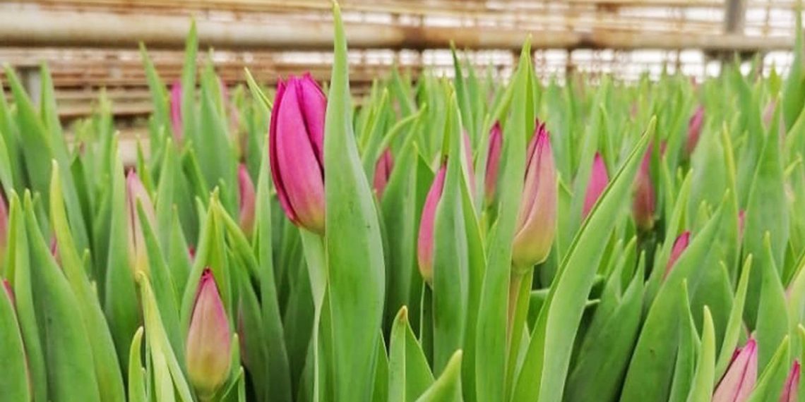 Ульяновский «горзеленхоз» показал, где в городе будут высаживать тюльпаны