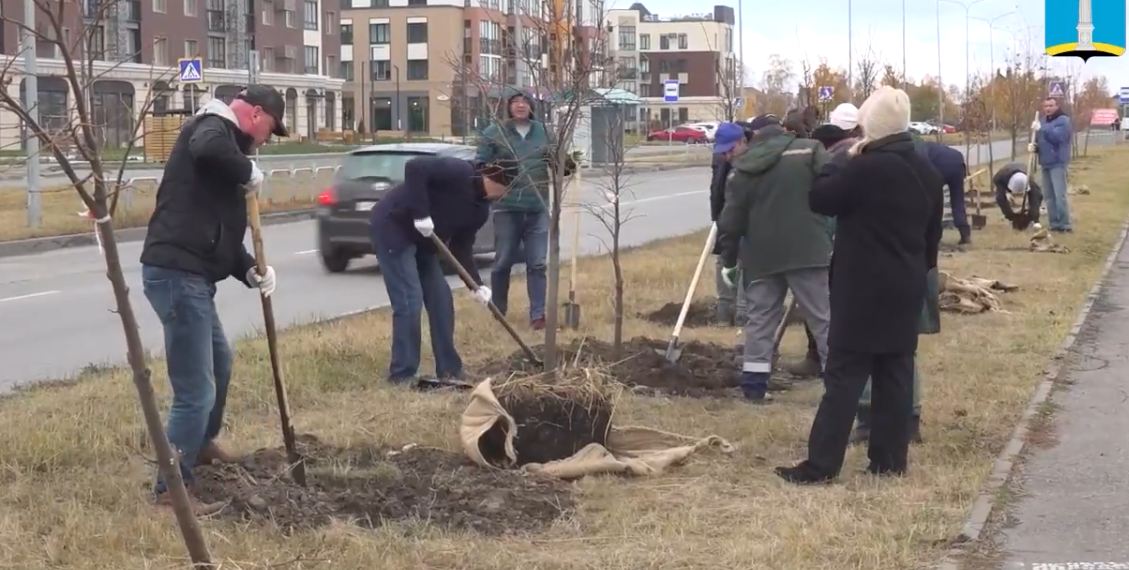 52 липы высадили на проспекте Зырина в Новом городе