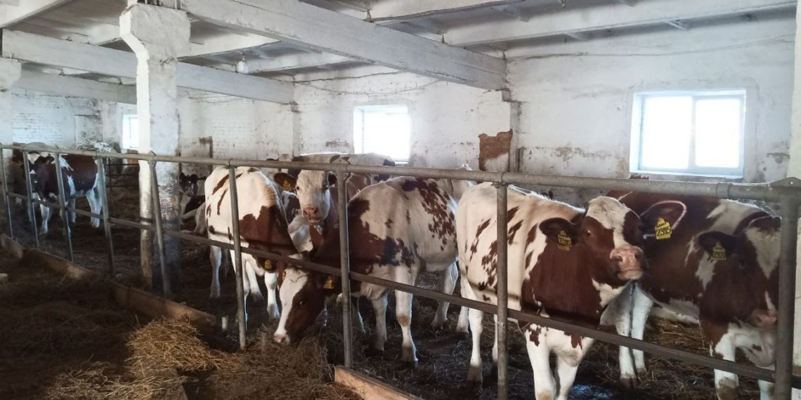 Ульяновские коровы приглянулись Узбекистану