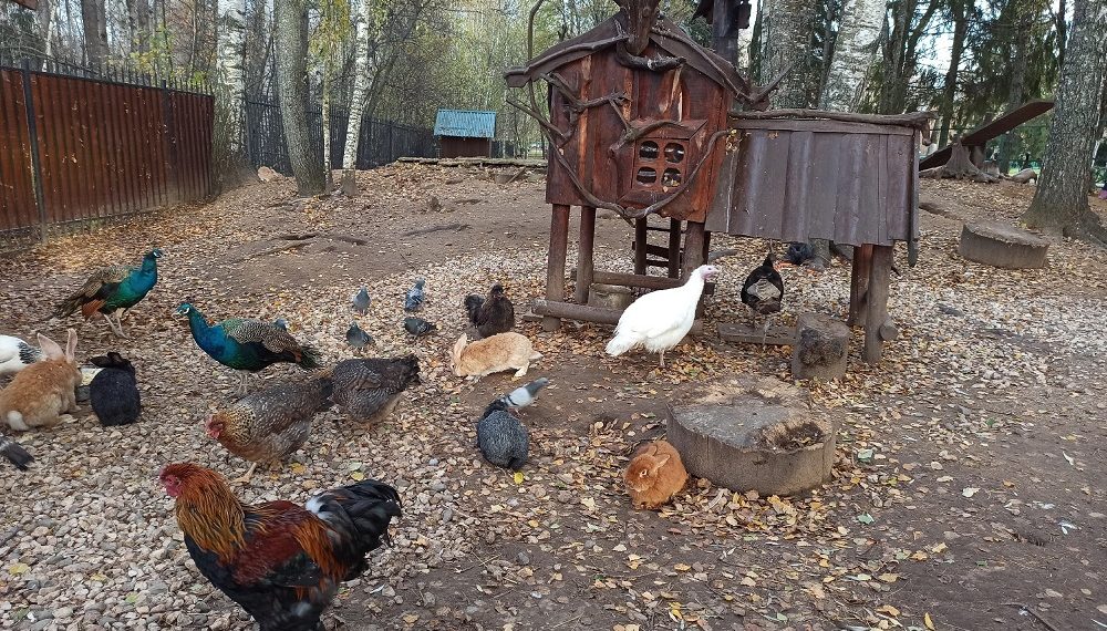 Супругов из Ульяновской области заставили выгнать куриц из сарая