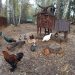 Супругов из Ульяновской области заставили выгнать куриц из сарая